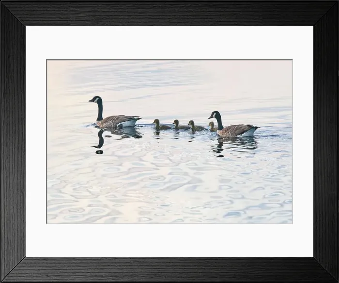 Framed Print : A family of Canada Geese (Branta canadensis) in Ham Wall National Nature Reserve Framed Print : A family of Canada Geese (Branta canadensis) in Ham Wall National Nature Reserve