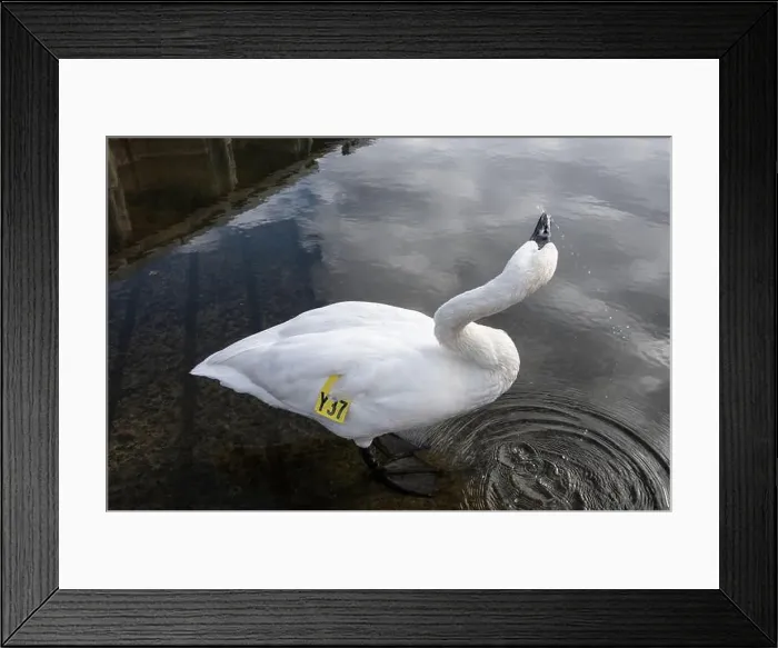 Framed Print : Trumpeter swan preening itself at the boat launch at Bluffer's Park in Scarborough, Toronto, Ontario, Canada Framed Print : Trumpeter swan preening itself at the boat launch at Bluffer's Park in Scarborough, Toronto, Ontario, Canada