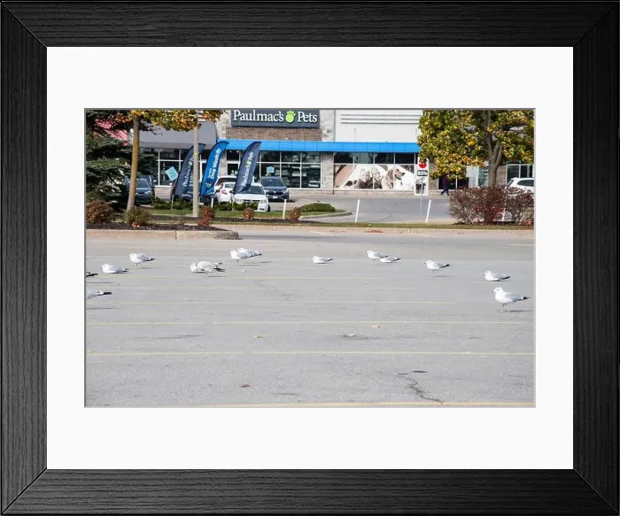 Framed Print : Seagulls sitting in a parking lot in Niagara Falls, Ontario, Canada Framed Print : Seagulls sitting in a parking lot in Niagara Falls, Ontario, Canada
