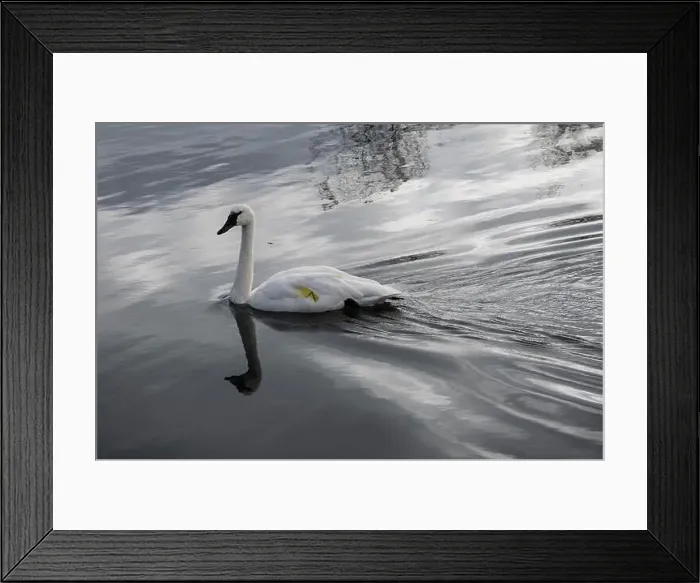 Framed Print : Trumpeter swan preening itself at the boat launch at Bluffer's Park in Scarborough, Toronto, Ontario, Canada Framed Print : Trumpeter swan preening itself at the boat launch at Bluffer's Park in Scarborough, Toronto, Ontario, Canada