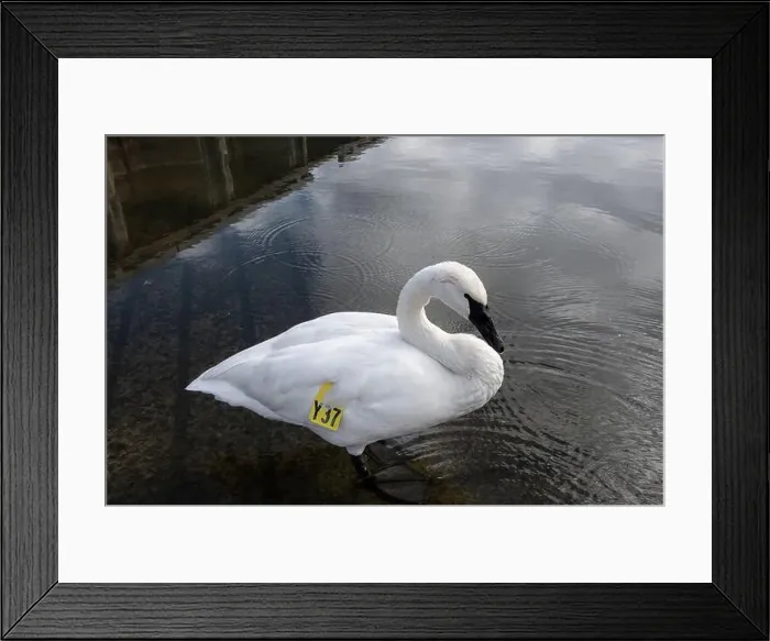 Framed Print : Trumpeter swan preening itself at the boat launch at Bluffer's Park in Scarborough, Toronto, Ontario, Canada