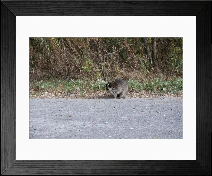 Framed Print : Raccoon on the beach at Bluffer's Park in Scarborough, Toronto, Ontario, Canada Framed Print : Raccoon on the beach at Bluffer's Park in Scarborough, Toronto, Ontario, Canada