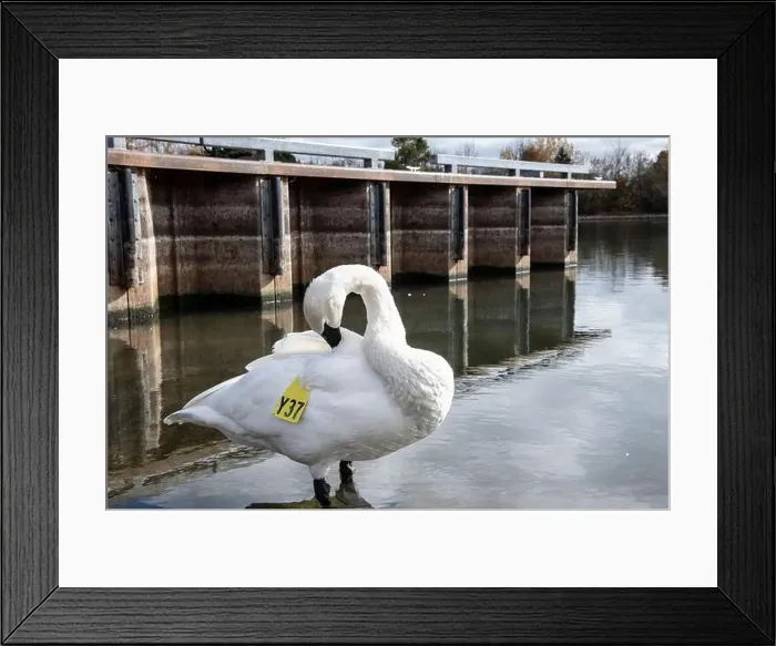 Framed Print : Trumpeter swan preening itself at the boat launch at Bluffer's Park in Scarborough, Toronto, Ontario, Canada Framed Print : Trumpeter swan preening itself at the boat launch at Bluffer's Park in Scarborough, Toronto, Ontario, Canada