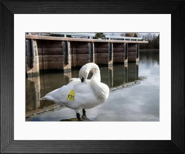 Framed Print : Trumpeter swan preening itself at the boat launch at Bluffer's Park in Scarborough, Toronto, Ontario, Canada Framed Print : Trumpeter swan preening itself at the boat launch at Bluffer's Park in Scarborough, Toronto, Ontario, Canada