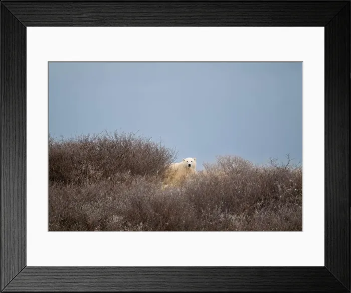 Framed Print : A polar bear on top of a hillside just outside of Churchill, Manitoba, in October Framed Print : A polar bear on top of a hillside just outside of Churchill, Manitoba, in October