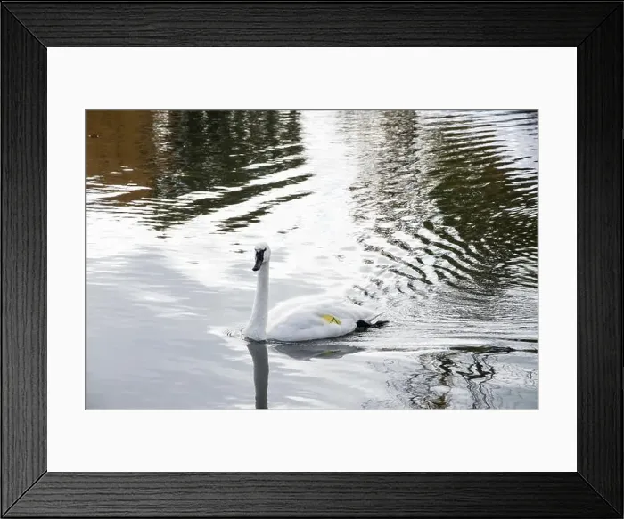 Framed Print : Trumpeter swan preening itself at the boat launch at Bluffer's Park in Scarborough, Toronto, Ontario, Canada Framed Print : Trumpeter swan preening itself at the boat launch at Bluffer's Park in Scarborough, Toronto, Ontario, Canada