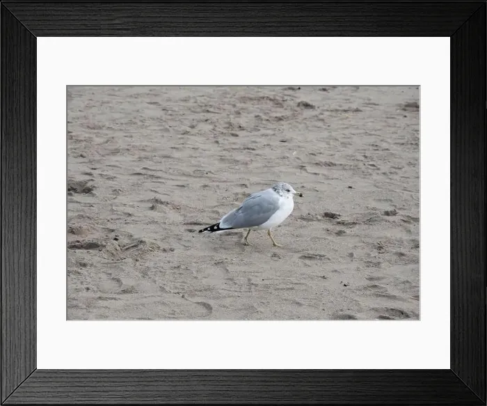 Framed Print : Seagull at Bluffer's Park Beach in Scarborough, Toronto, Ontario, Canada Framed Print : Seagull at Bluffer's Park Beach in Scarborough, Toronto, Ontario, Canada