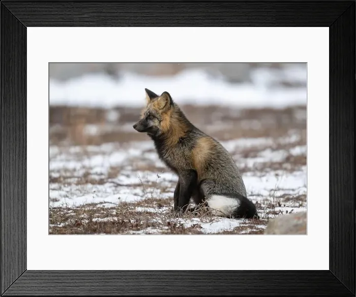 Framed Print : Cross Fox sitting on snow covered ground along the Hudson Bay Framed Print : Cross Fox sitting on snow covered ground along the Hudson Bay