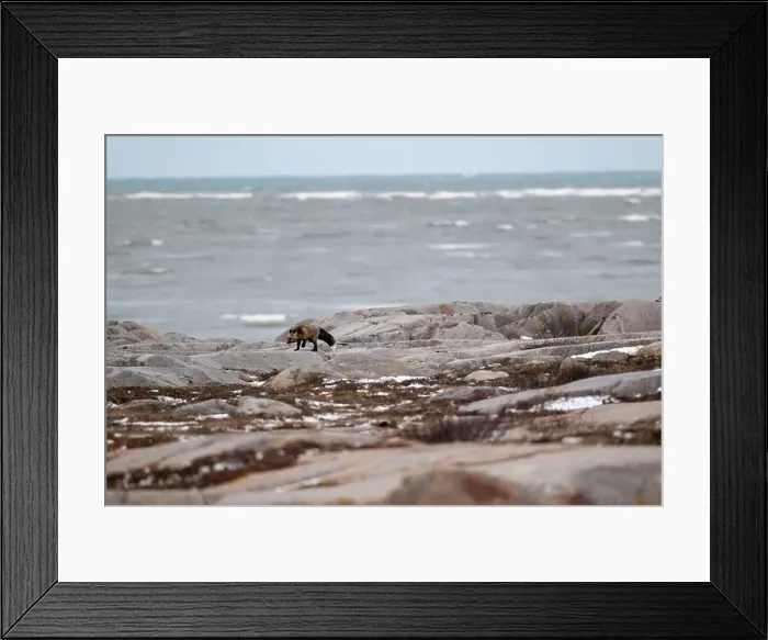 Framed Print : A Cross Fox running along the shore of Hudson Bay not far from Churchill, Manitoba Framed Print : A Cross Fox running along the shore of Hudson Bay not far from Churchill, Manitoba