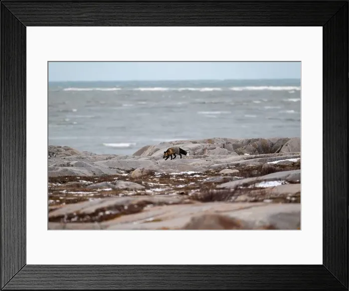 Framed Print : A Cross Fox running along the shore of Hudson Bay not far from Churchill, Manitoba Framed Print : A Cross Fox running along the shore of Hudson Bay not far from Churchill, Manitoba