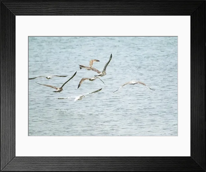Framed Print : Canada geese fly over the sea Framed Print : Canada geese fly over the sea