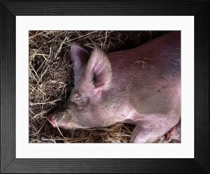 Framed Print : Close-up overhead view of a pig covered in dust resting on straw in an animal pen Framed Print : Close-up overhead view of a pig covered in dust resting on straw in an animal pen