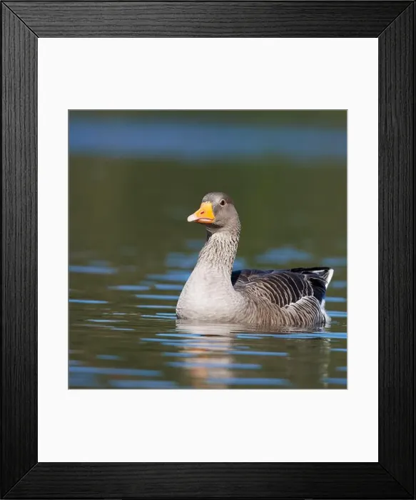 Framed Print : Greylag goose, scientific name (Anser anser). Goose on a lake in a park Framed Print : Greylag goose, scientific name (Anser anser). Goose on a lake in a park