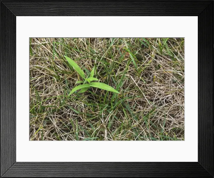 Framed Print : Top view and close-up of Digitaria ciliaris Framed Print : Top view and close-up of Digitaria ciliaris