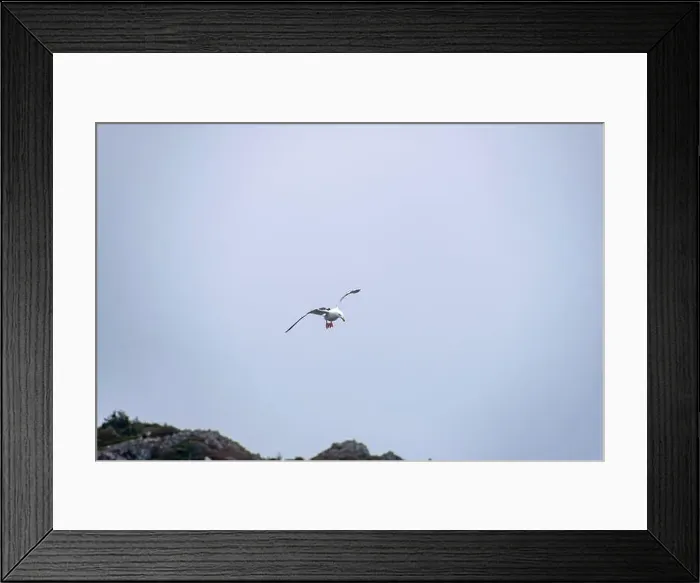 Framed Print : A seagull prepares to swoop Framed Print : A seagull prepares to swoop