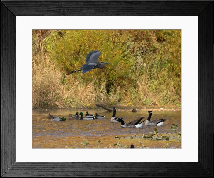 Framed Print : A great blue heron flies over Canada geese that are swimming in an autumn pond Framed Print : A great blue heron flies over Canada geese that are swimming in an autumn pond