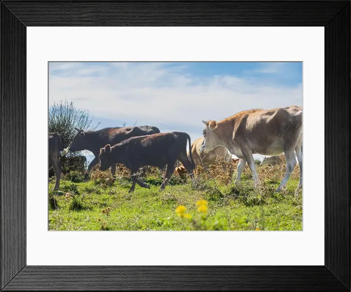 Framed Print : Cows grazing on the pasturage hill