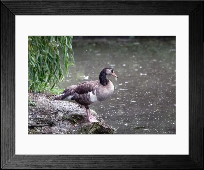 Framed Print : Canada Goose, Branta canadensis, on a stone at the edge of the pond Framed Print : Canada Goose, Branta canadensis, on a stone at the edge of the pond