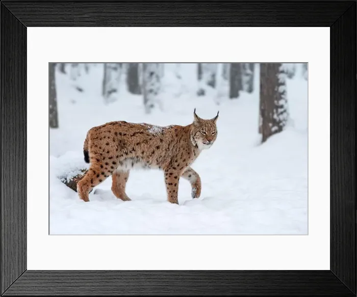Framed Print : A lynx elegantly strides through a snowy forest Framed Print : A lynx elegantly strides through a snowy forest