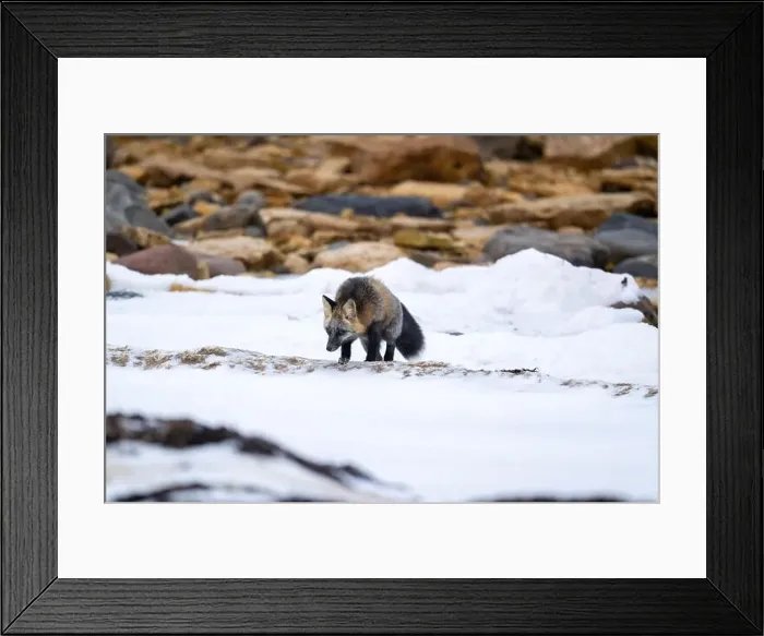 Framed Print : A Cross Fox running along the shore of Hudson Bay not far from Churchill, Manitoba Framed Print : A Cross Fox running along the shore of Hudson Bay not far from Churchill, Manitoba