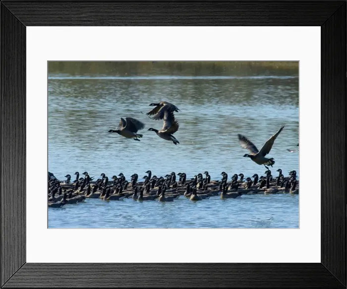 Framed Print : Canada geese (Branta canadensis) on Fernhill Lake in flight, Fernhill Wetlands, Forest Grove, Oregon Framed Print : Canada geese (Branta canadensis) on Fernhill Lake in flight, Fernhill Wetlands, Forest Grove, Oregon