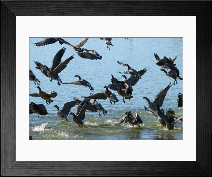 Framed Print : Canada geese (Branta canadensis) on Fernhill Lake in flight, Fernhill Wetlands, Forest Grove, Oregon Framed Print : Canada geese (Branta canadensis) on Fernhill Lake in flight, Fernhill Wetlands, Forest Grove, Oregon