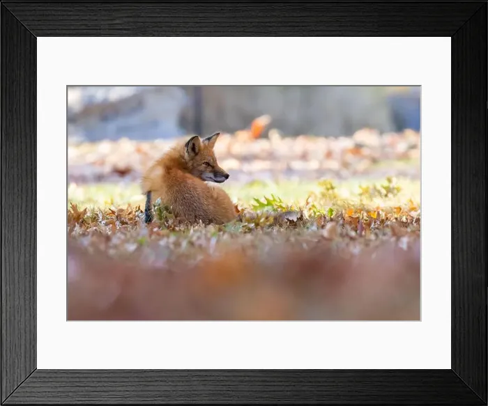 Framed Print : Red fox in autumn Framed Print : Red fox in autumn