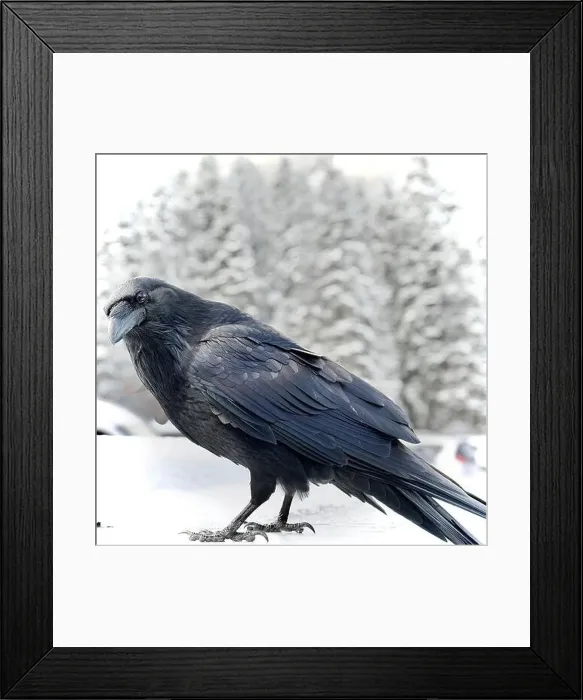 Framed Print : Raven Curiosity Framed Print : Raven Curiosity