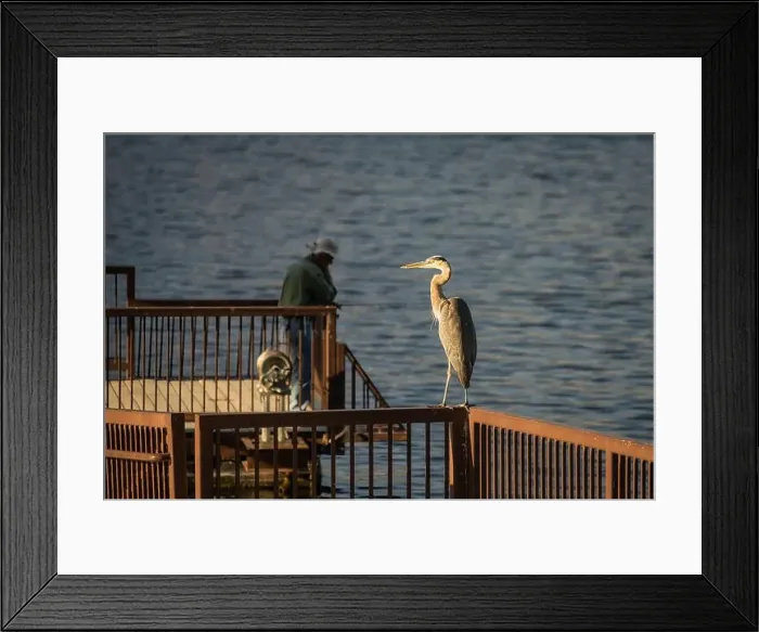 Framed Print : Great Blue Heron on the fishing pier at Saguaro Lake in the Sonoran Desert near Phoenix, Arizona Framed Print : Great Blue Heron on the fishing pier at Saguaro Lake in the Sonoran Desert near Phoenix, Arizona