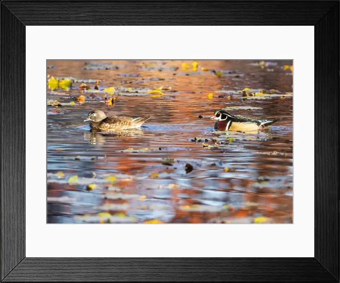 Framed Print : Wood ducks in autumn Framed Print : Wood ducks in autumn