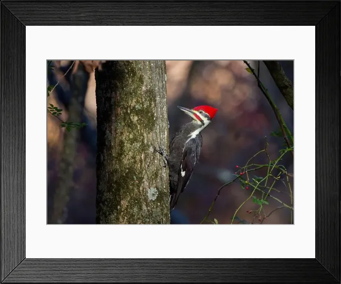 Framed Print : The pileated woodpecker.The bird native to North America.Currently the largest woodpecker in the United States Framed Print : The pileated woodpecker.The bird native to North America.Currently the largest woodpecker in the United States