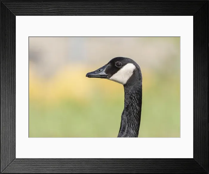 Framed Print : Portrait of a Canada goose (Branta canadensis). Bas Rhin, Alsace, France, Europe Framed Print : Portrait of a Canada goose (Branta canadensis). Bas Rhin, Alsace, France, Europe