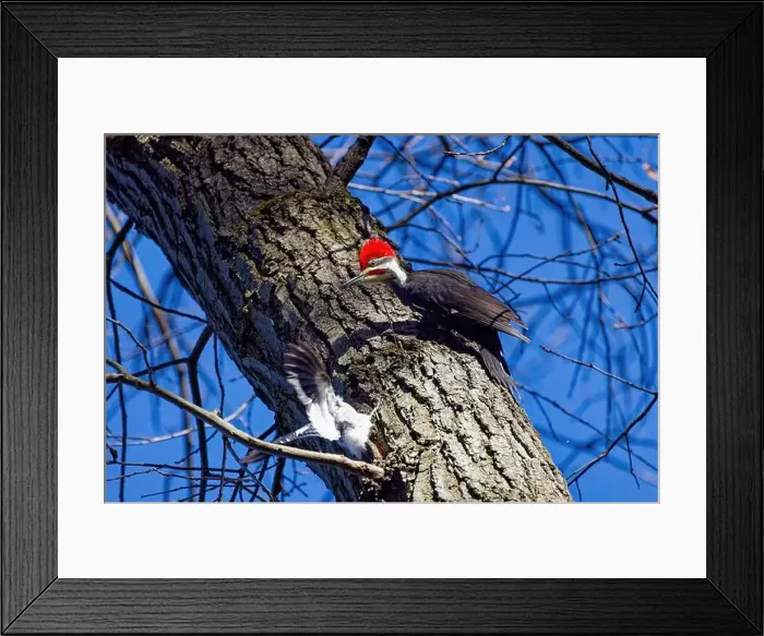 Framed Print : The pileated woodpecker.The bird native to North America.Currently the largest woodpecker in the United States Framed Print : The pileated woodpecker.The bird native to North America.Currently the largest woodpecker in the United States