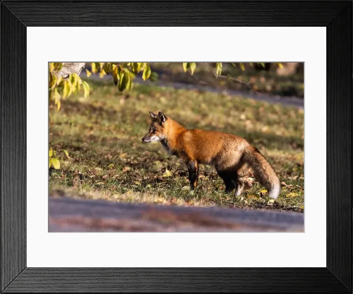 Framed Print : Red fox in autumn Framed Print : Red fox in autumn