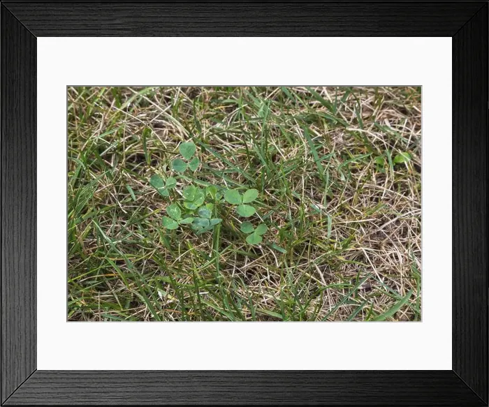 Framed Print : Top view and close-up of Trifolium repens Framed Print : Top view and close-up of Trifolium repens