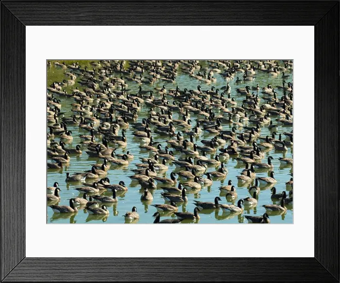 Framed Print : Canada geese (Branta canadensis) on Fernhill Lake, Fernhill Wetlands, Forest Grove, Oregon Framed Print : Canada geese (Branta canadensis) on Fernhill Lake, Fernhill Wetlands, Forest Grove, Oregon