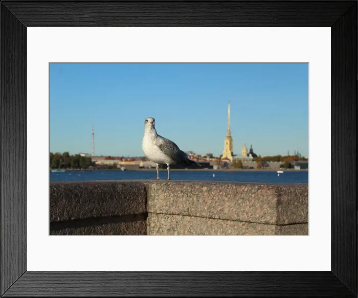 Framed Print : Seagull on a parapet of concrete near the sea of the river. Seabirds animals Framed Print : Seagull on a parapet of concrete near the sea of the river. Seabirds animals