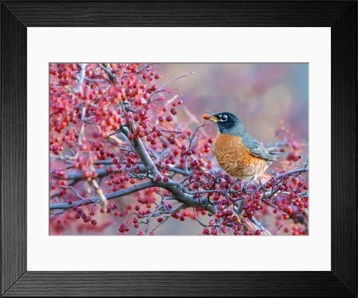 Framed Print : American robin eating berries Framed Print : American robin eating berries