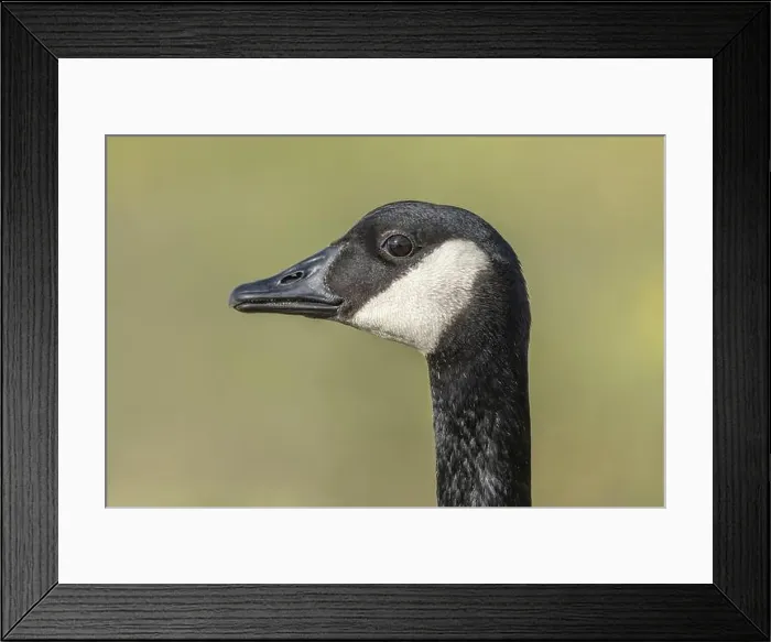 Framed Print : Portrait of a Canada goose (Branta canadensis). Bas Rhin, Alsace, France, Europe Framed Print : Portrait of a Canada goose (Branta canadensis). Bas Rhin, Alsace, France, Europe