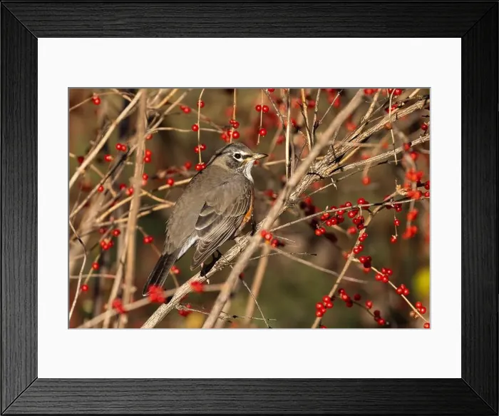 Framed Print : American robin eating berries Framed Print : American robin eating berries
