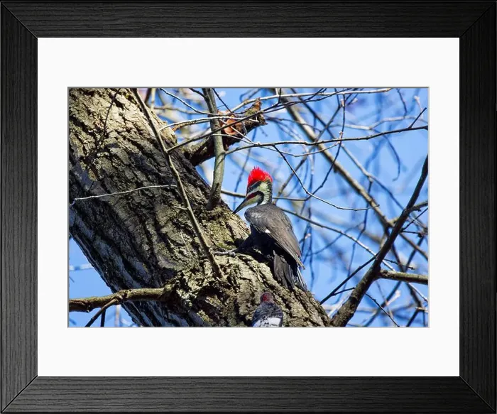 Framed Print : The pileated woodpecker.The bird native to North America.Currently the largest woodpecker in the United States Framed Print : The pileated woodpecker.The bird native to North America.Currently the largest woodpecker in the United States