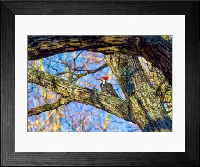 Framed Print : The pileated woodpecker.The bird native to North America.Currently the largest woodpecker in the United States Framed Print : The pileated woodpecker.The bird native to North America.Currently the largest woodpecker in the United States