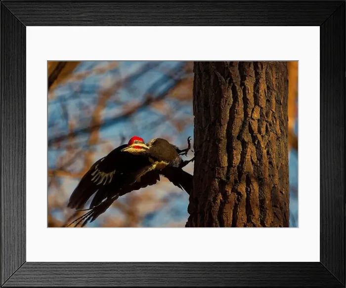 Framed Print : The pileated woodpecker.The bird native to North America.Currently the largest woodpecker in the United States Framed Print : The pileated woodpecker.The bird native to North America.Currently the largest woodpecker in the United States