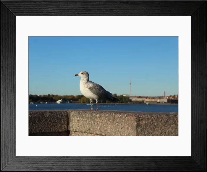 Framed Print : Seagull on a parapet of concrete near the sea of the river. Seabirds animals Framed Print : Seagull on a parapet of concrete near the sea of the river. Seabirds animals