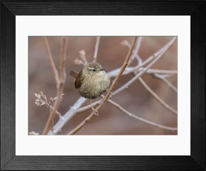 Framed Print : The winter wren (Troglodytes hiemalis) Framed Print : The winter wren (Troglodytes hiemalis)