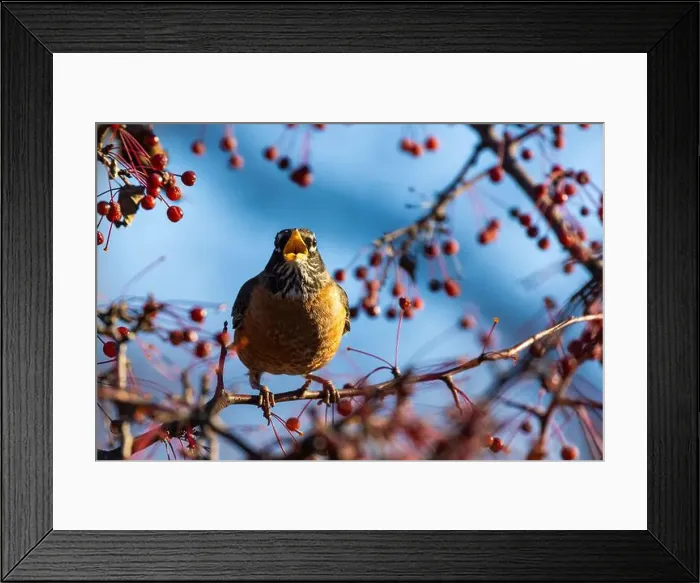 Framed Print : American robin eating berries Framed Print : American robin eating berries