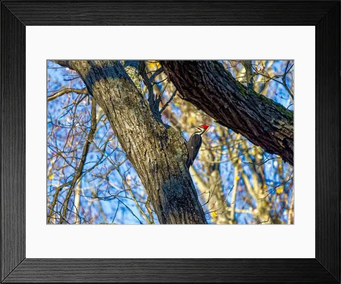Framed Print : The pileated woodpecker. The bird native to North America.Currently the largest woodpecker in the United States Framed Print : The pileated woodpecker. The bird native to North America.Currently the largest woodpecker in the United States