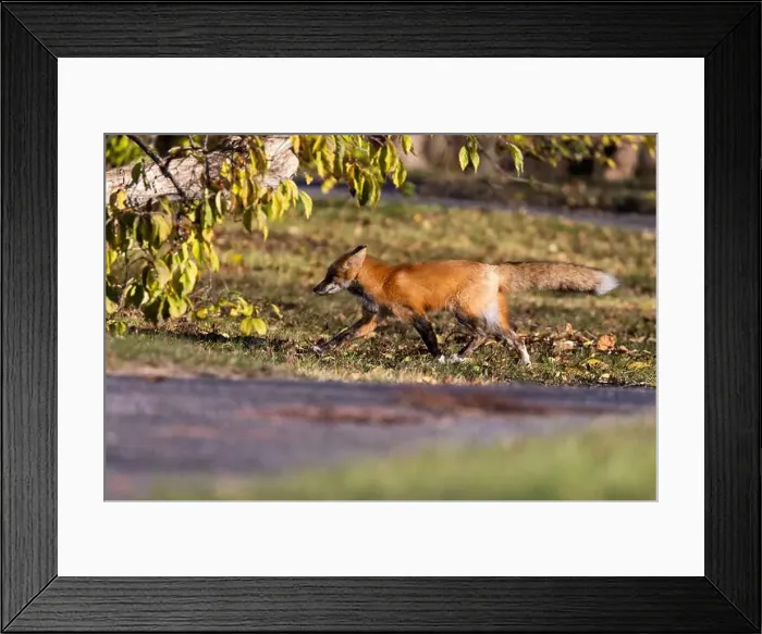 Framed Print : Red fox in autumn Framed Print : Red fox in autumn
