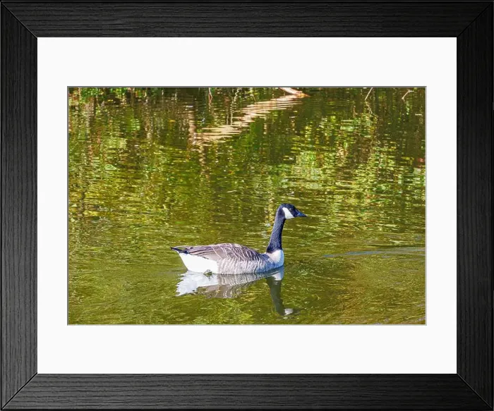 Framed Print : Canada goose swimming peacefully on the calm water of pond Framed Print : Canada goose swimming peacefully on the calm water of pond