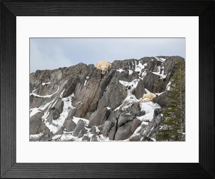 Framed Print : Two polar bear cubs take shelter from high winds while the female bear watches from above on the rocky shore of Framed Print : Two polar bear cubs take shelter from high winds while the female bear watches from above on the rocky shore of